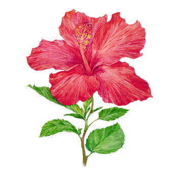 Hibiscus