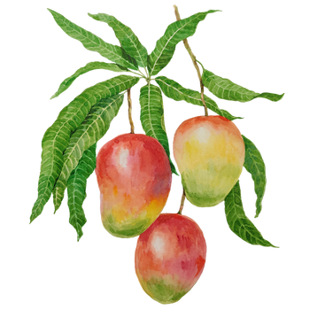 Mango Sugars