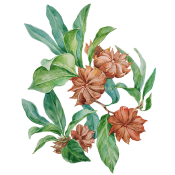 Star Anise