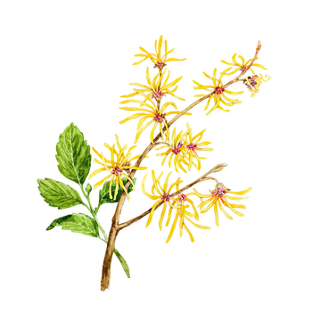 Witch Hazel